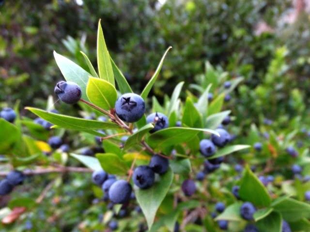 MERSİN YAPRAĞI UÇUCU YAĞ