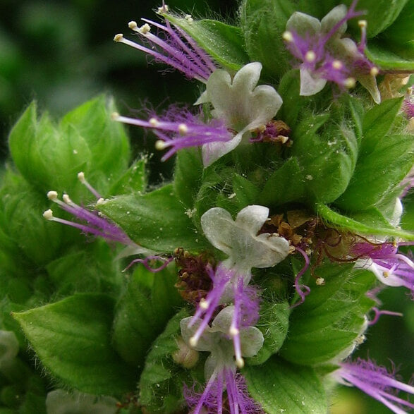 Paçuli Yağı (patchouli oil)